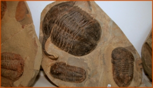 Fossils Erfoud in Morocco,marble fossils,quality products ,Achour fossils