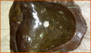 Fossils Erfoud in Morocco,marble fossils,quality products ,Achour fossils